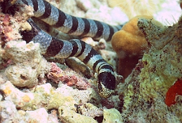 Sipadan_2015_Cobra des mers_Laticauda colubrina_IMG_2594_rc